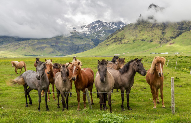 Обои картинки фото животные, лошади, табун, трава, горы, облака