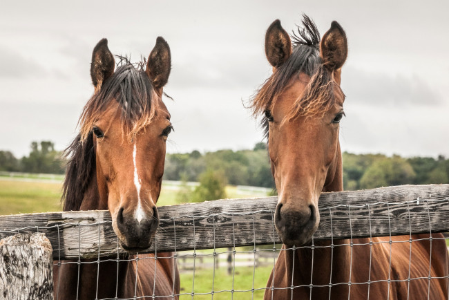 Обои картинки фото животные, лошади, забор, двое
