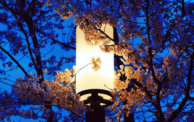 Обои картинки фото разное, осветительные приборы, весна, дерево, фонарь