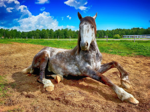Картинка животные лошади конь серый песок