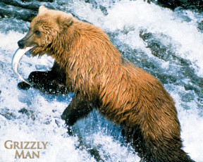 Картинка grizzly man the кино фильмы