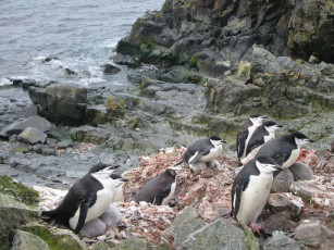Картинка antarktida животные пингвины