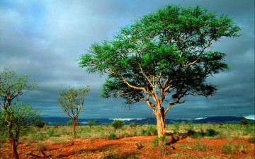 обоя african, landscape, природа, деревья
