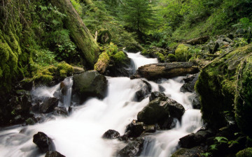 Картинка forest stream природа реки озера