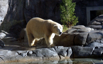 Картинка polar bear животные медведи