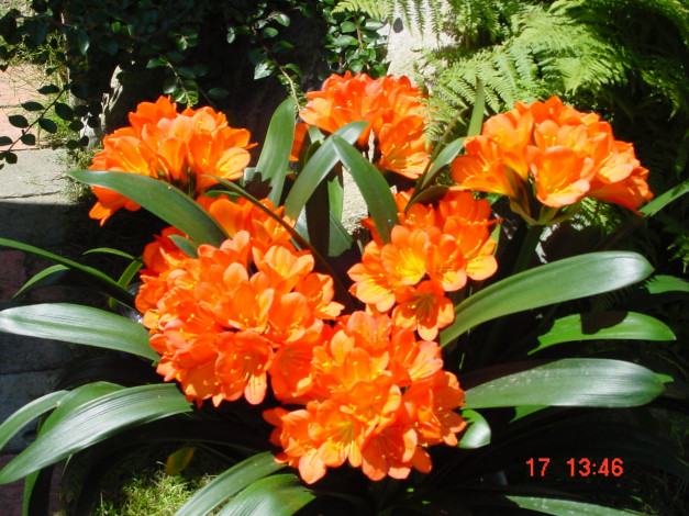 Обои картинки фото deutschland, цветы, кливия
