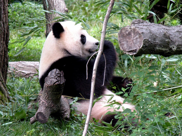 Обои картинки фото panda, животные, панды