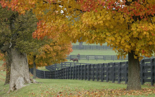 Обои картинки фото horse, farm, in, fall, природа, деревья