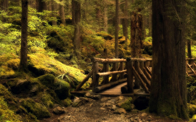 Обои картинки фото mystery, bridge, природа, лес