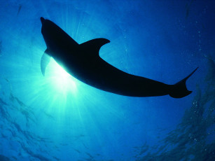 Картинка животные дельфины
