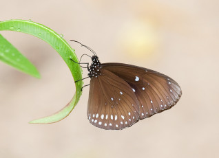 Картинка животные бабочки бабочка коричневая листья трава