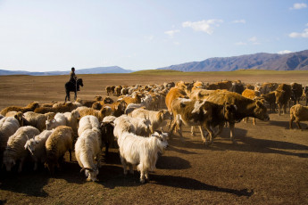 Картинка животные разные вместе козы пастбище