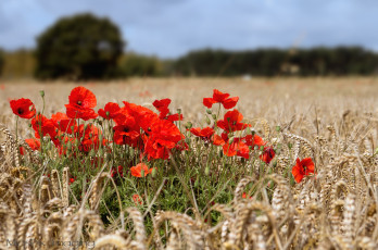 Картинка цветы маки поле пшеница красный