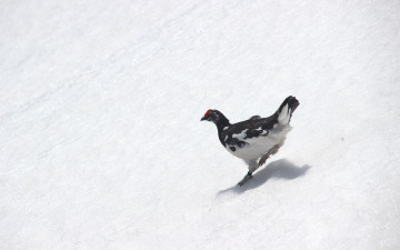 Картинка животные глухари тетерева фазаны курица снег