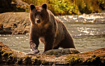 Картинка животные медведи топтыгин река