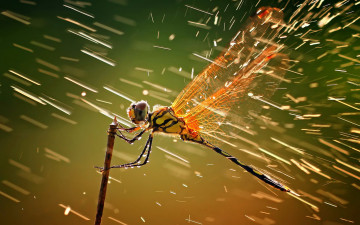 Картинка животные стрекозы дождь ветер стрикоза