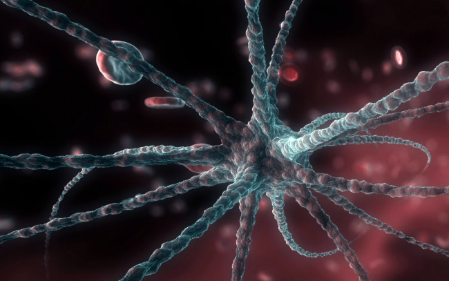 Обои картинки фото neuron, 3д, графика, другое, клетка, нейрон
