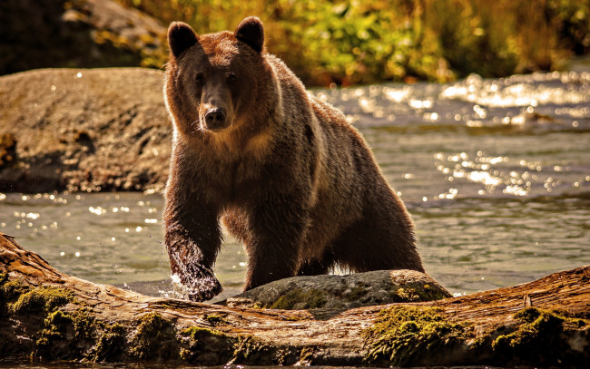 Обои картинки фото животные, медведи, топтыгин, река