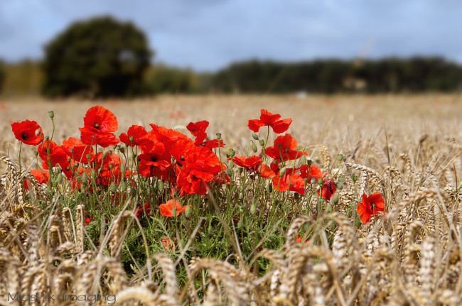 Обои картинки фото цветы, маки, поле, пшеница, красный