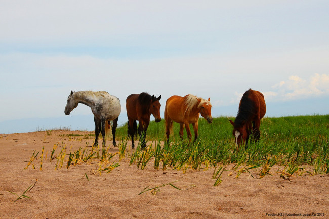 Обои картинки фото животные, лошади, песок