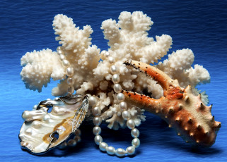 Картинка разное ракушки кораллы декоративные spa камни коралл жемчуг клешня