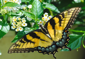 Картинка животные бабочки крылья пестрый