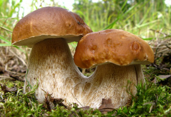 Картинка природа грибы парочка боровики