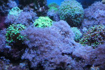 Картинка природа морские глубины аквариум