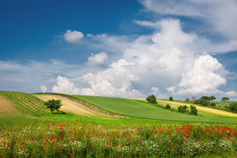 Картинка природа поля облака луг лето пейзаж австрия цветы