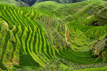 Картинка природа поля рисовые китай шанхай