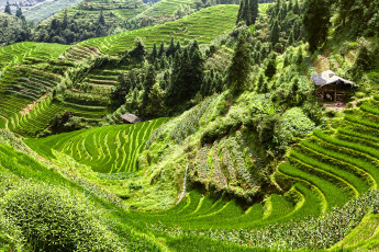 Картинка природа поля шанхай рисовые китай