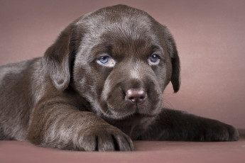 Картинка животные собаки щенок лабрадор