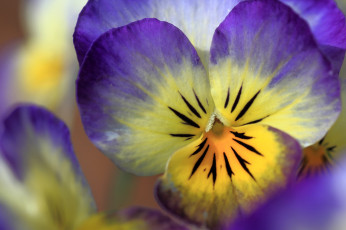 Картинка цветы анютины глазки садовые фиалки макро