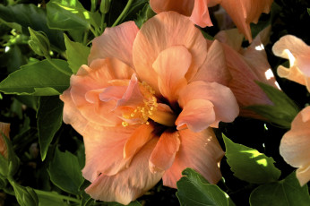 Картинка цветы гибискусы оранжевый