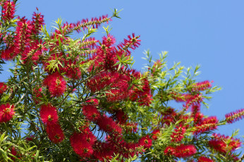 Картинка цветы каллистемон красный ершики