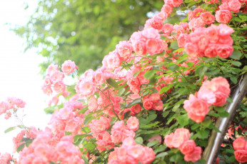 Картинка цветы розы много розовый
