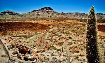 Картинка природа пустыни трава кактус холмы камни пустыня