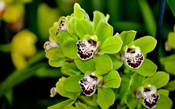 Картинка цветы орхидеи зеленый