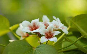 Картинка цветы цветущие деревья кустарники китайское тунговое дерево макро листья цветение