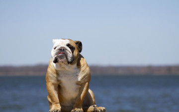 Картинка животные собаки english bulldog