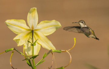 Картинка животные колибри лилия полет кроха