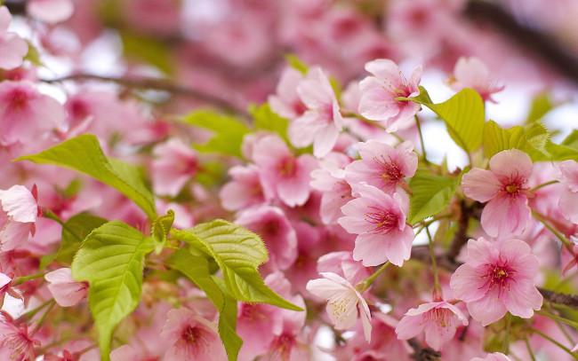 Обои картинки фото цветы, сакура, вишня, макро, листья, цветение, весна