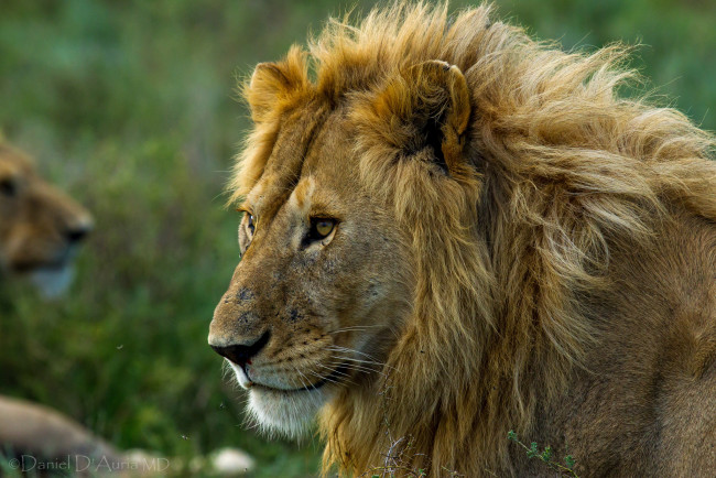 Обои картинки фото животные, львы, царь, грива