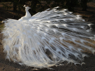 Картинка животные павлины птица альбинос белый перья хвост павлин