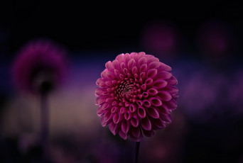 Картинка цветы георгины макро фон фиолетовый лепестки цветок малиновый георгин