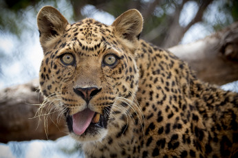 Картинка животные леопарды забавный язык взгляд леопард