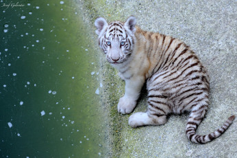 Картинка животные тигры малыш