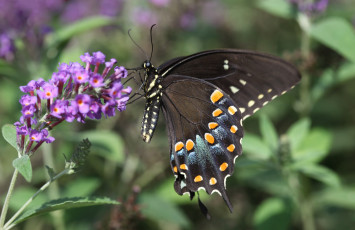 Картинка животные бабочки цветок сиреневый бабочка