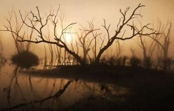 Картинка природа восходы закаты утро силуэт солнечный свет туман коряги деревья озеро