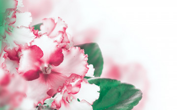 обоя цветы, фиалки, листики, бело-розовая, фиалка